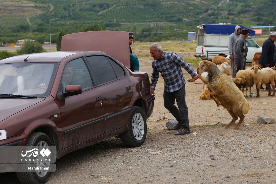 عکس/ بازار دام عید قربان در بزرگ‌ترین میدان خرید دام شمال‌غرب کشور در اهر