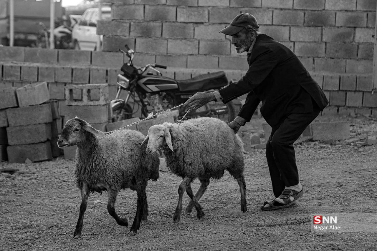 عکس/ بازار دام بجنورد در آستانه عید قربان