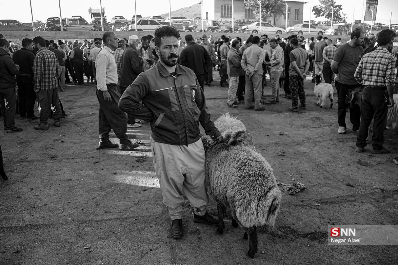 عکس/ بازار دام بجنورد در آستانه عید قربان