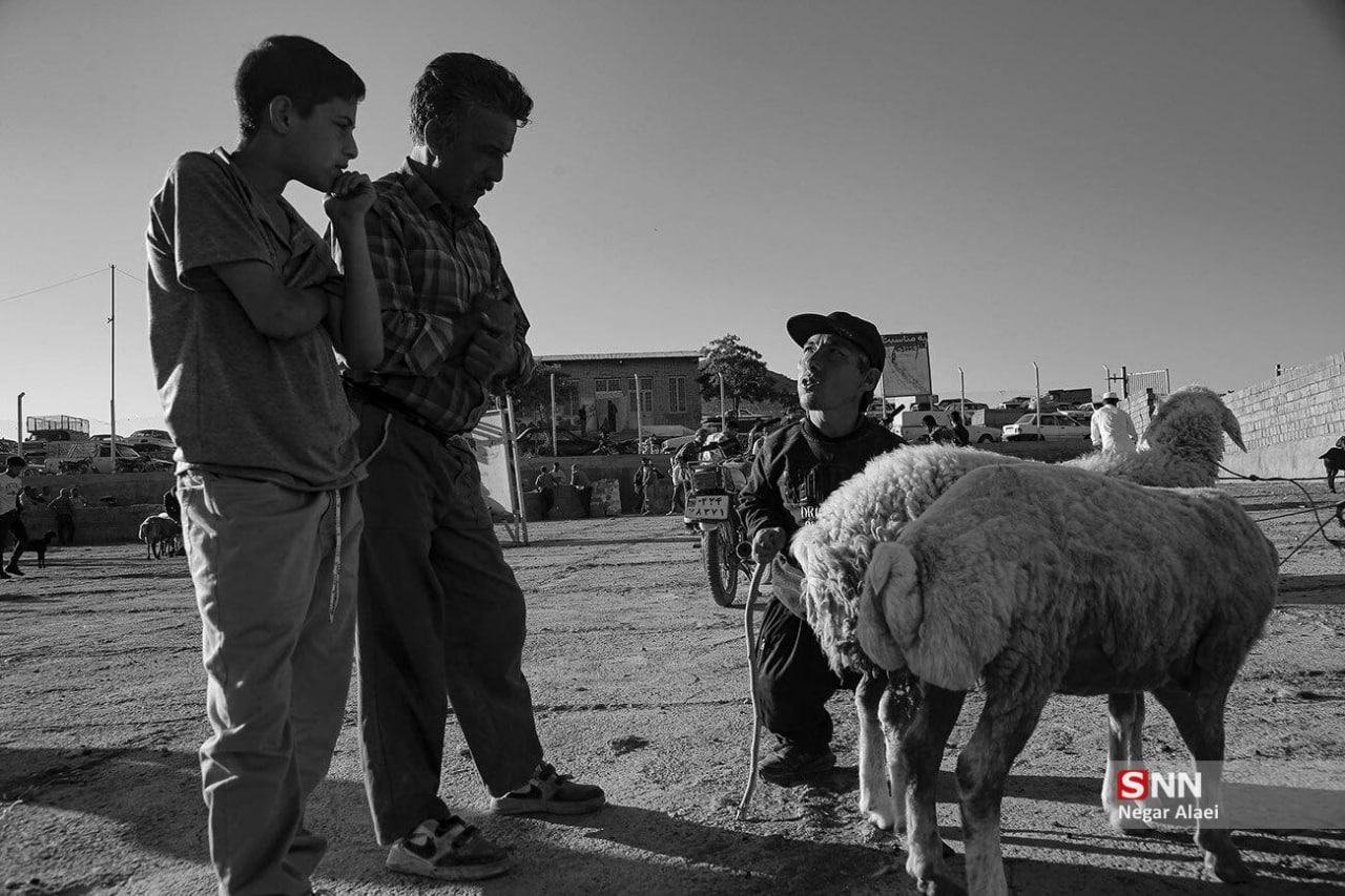 عکس/ بازار دام بجنورد در آستانه عید قربان