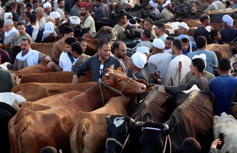 بازار فروش احشام برای عید قربان در شهر قاهره مصر
