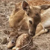 تولد یک رأس گوزن زرد ایرانی در دهکده طبیعت قزوین