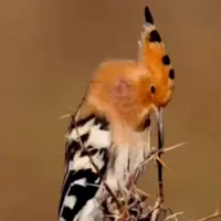 هُدهُد نمادی از دانایی و پیام‌آوری‌ در فرهنگ ایرانی