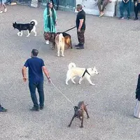 سگ گردانی در ۶ شهر بزرگ ایران ممنوع شد