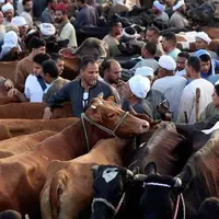 بازار فروش احشام برای عید قربان در شهر قاهره مصر