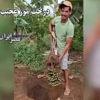 درخت موز عجیب در ویتنام 