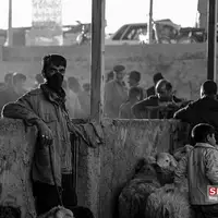 عکس/ بازار دام بجنورد در آستانه عید قربان