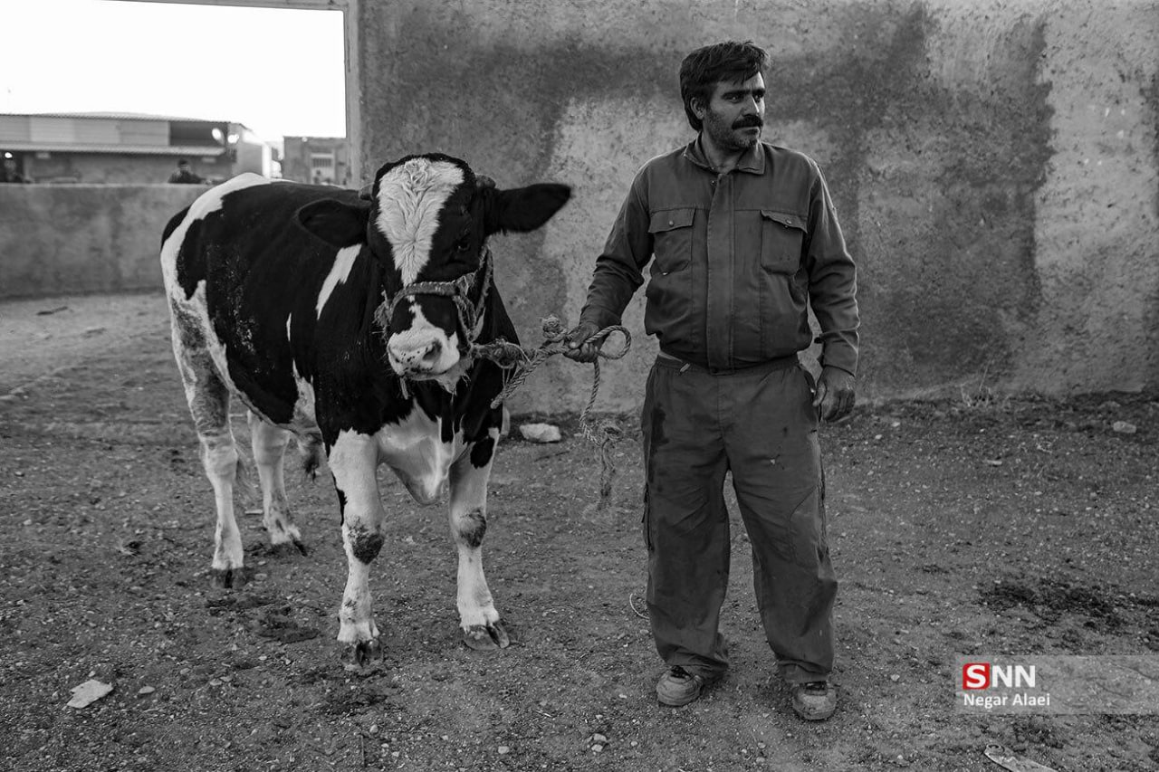 عکس/ بازار دام بجنورد در آستانه عید قربان