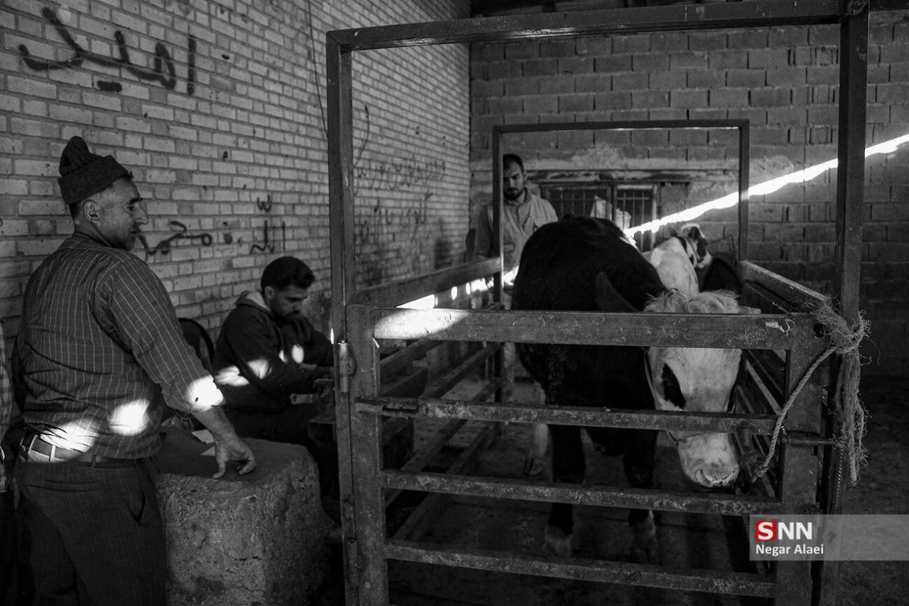 عکس/ بازار دام بجنورد در آستانه عید قربان