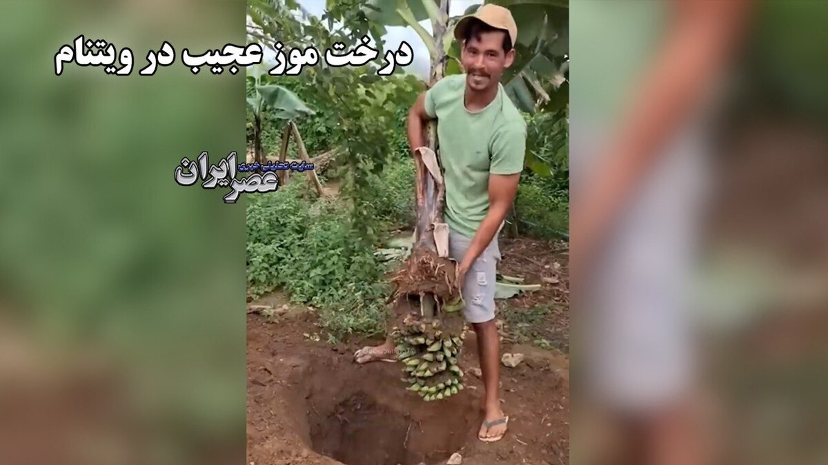 درخت موز عجیب در ویتنام 