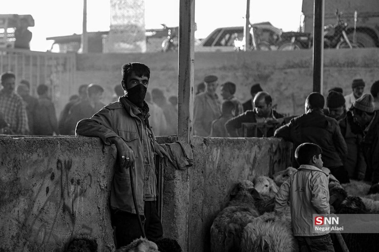 عکس/ بازار دام بجنورد در آستانه عید قربان