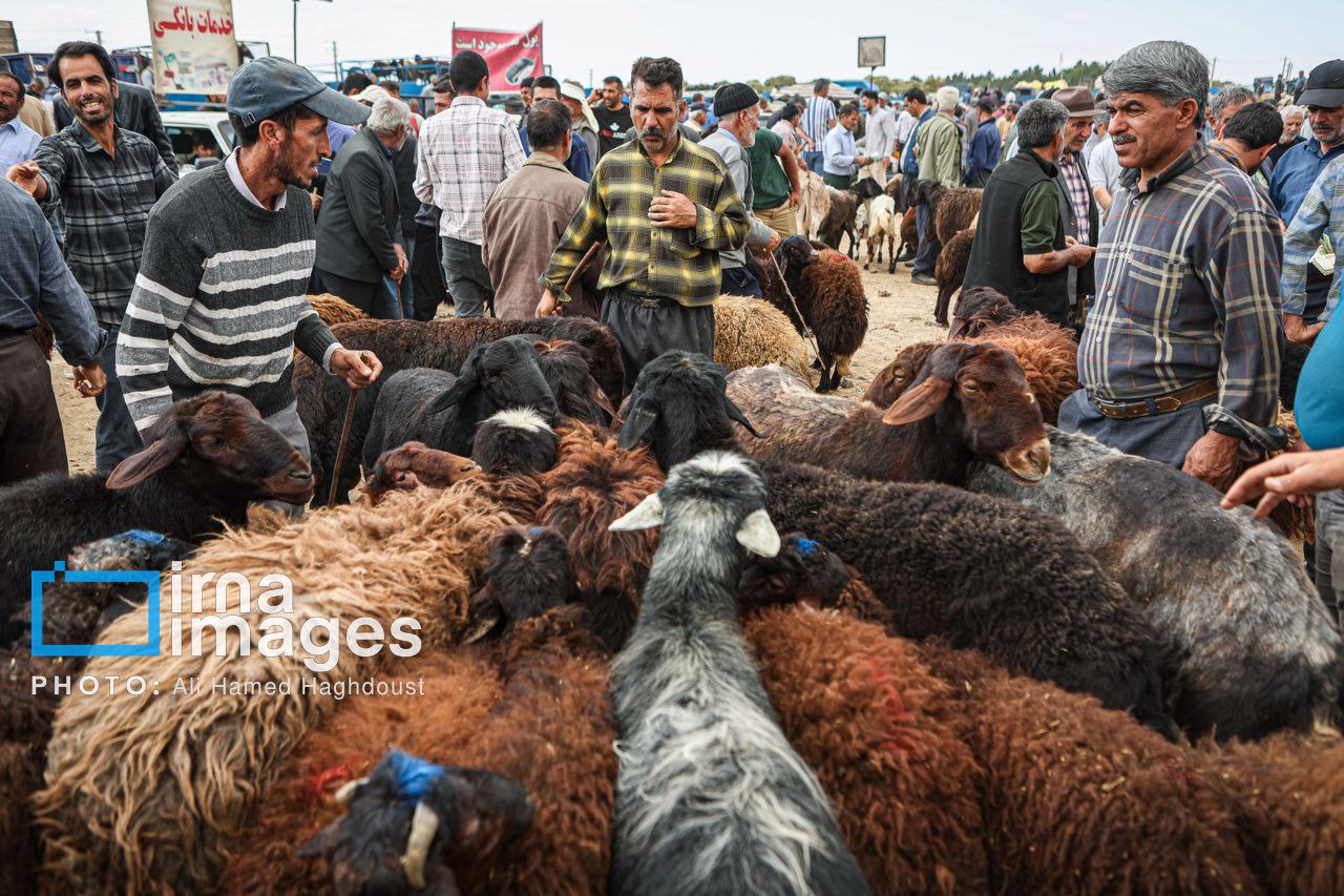 عکس/ بازار دام در آستانه «عید قربان»، صوفیان