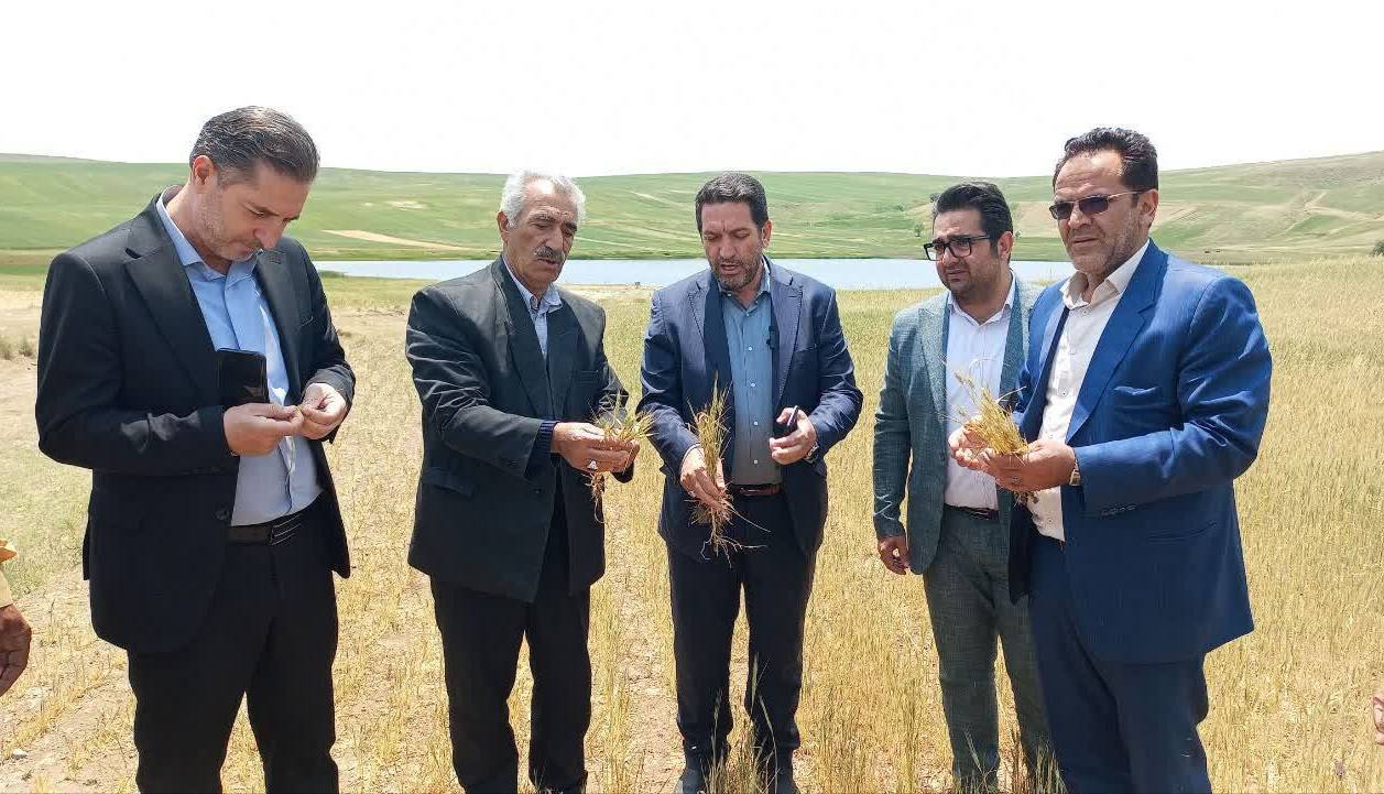 خسارت ۲۹ هزار میلیارد ریالی به کشاورزان هشترودی