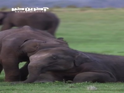 بازی کردن دو بچه فیل