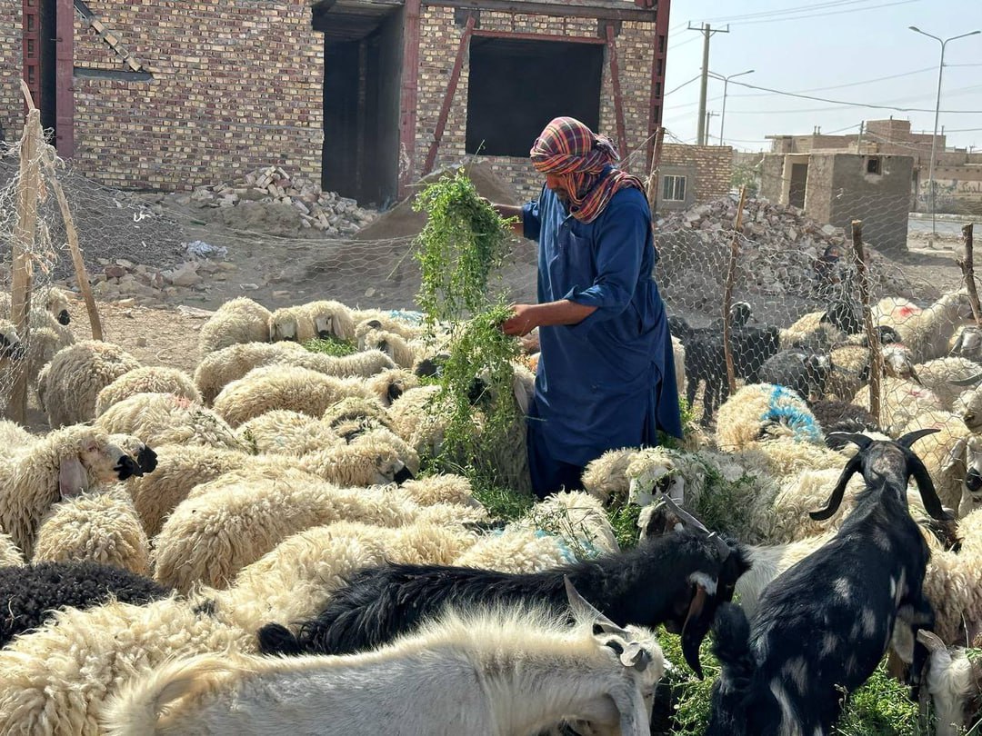 عکس/ بازار دام زابل در آستانۀ عید قربان