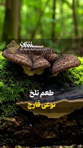 طعم تلخ نوعی قارچ