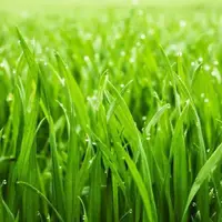  راز مسحور کننده‌ی بوی چمن تاره
