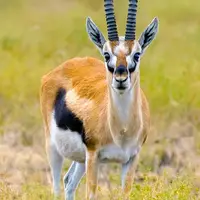  غزال کوچک آفریقایی