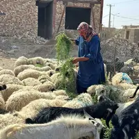 عکس/ بازار دام زابل در آستانۀ عید قربان