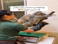 بچه کوآلا را با مادرش وزن میکنند که استرس نگیرد