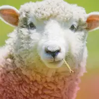 نگاهی به قیمت دام زنده عید قربان در ۵ سال گذشته