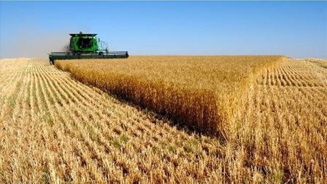 خرید گندم در خوزستان به یک میلیون و ۴۲۱ هزار تن رسید