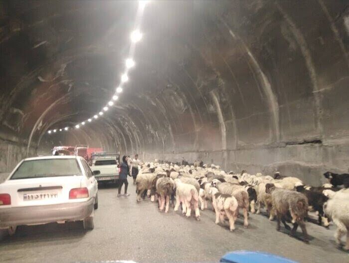 جاده کندوان برای عبور احشام مسدود میشود