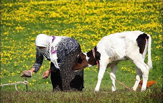 عکس/ عشایر دشت مغان