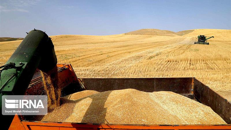 آسیب کمآبی به کیفیت گندم گرمسار؛ خرید تضمینی تا ۲۰ خرداد ادامه دارد