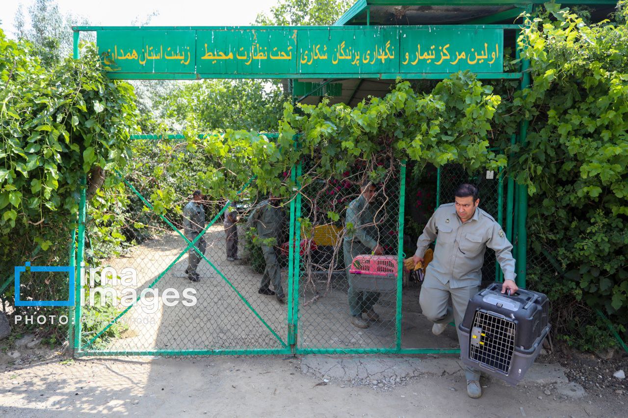 عکس/ ​​​​​​​بازگشت پرندگان شکاری‌ به آسمان الوند