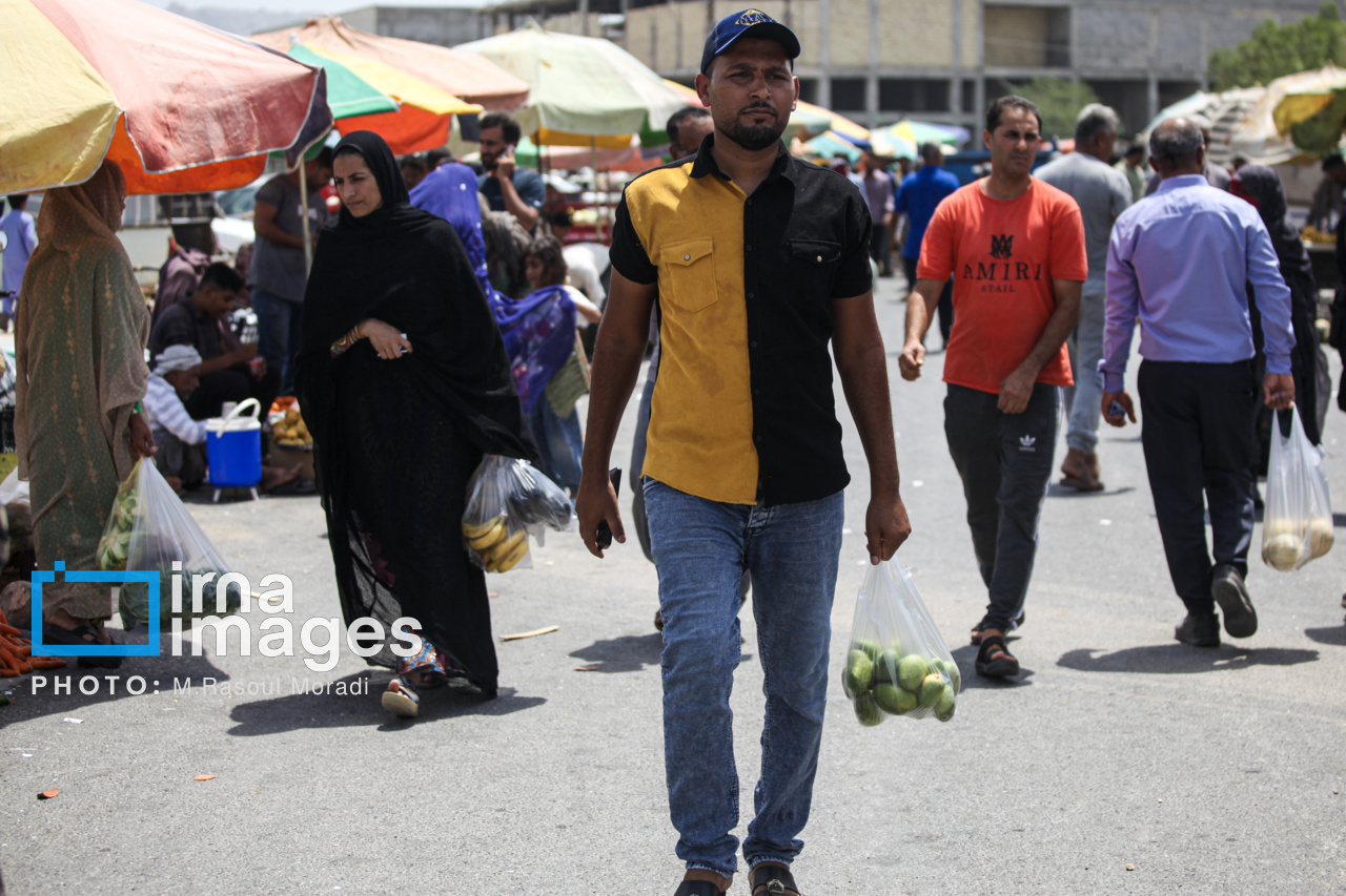 برداشت انبه در بندرعباس