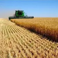 خرید گندم در خوزستان به یک میلیون و ۴۲۱ هزار تن رسید
