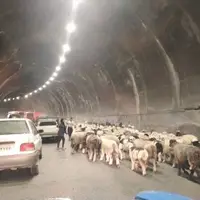 جاده کندوان برای عبور احشام مسدود می‌شود