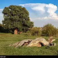منطقه حفاظت شده تالاب نوروزلو میاندوآب