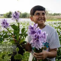 عکس/ تالاب سنبل آبی در بابل