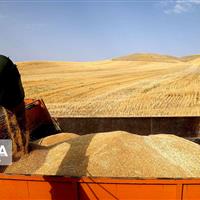 آسیب کم‌آبی به کیفیت گندم گرمسار/خرید تضمینی تا ۲۰ خرداد ادامه دارد