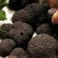 کشف ترافل ۹ میلیاردی غیرمجاز در گلوگاه