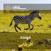  گورخر دونده آفریقایی