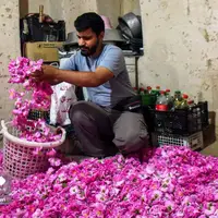 عکس/ برداشت «گل محمدی» از مزارع خراسان‌شمالی