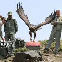 عکس/ ​​​​​​​بازگشت پرندگان شکاری‌ به آسمان الوند