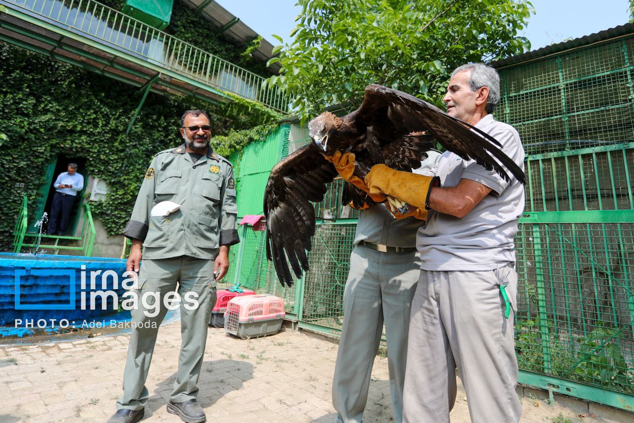 عکس/ ​​​​​​​بازگشت پرندگان شکاری‌ به آسمان الوند