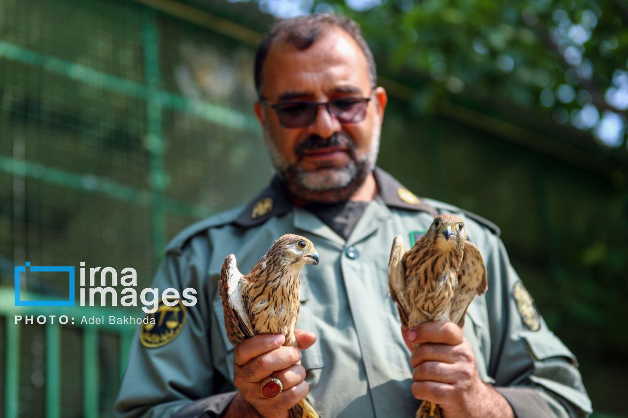 عکس/ ​​​​​​​بازگشت پرندگان شکاری‌ به آسمان الوند