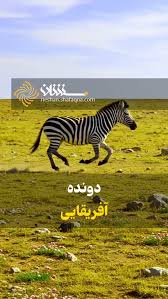 گورخر دونده آفریقایی