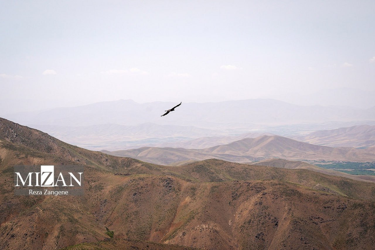 عکس/ رهاسازی ۱۷ قطعه پرنده شکاری در همدان