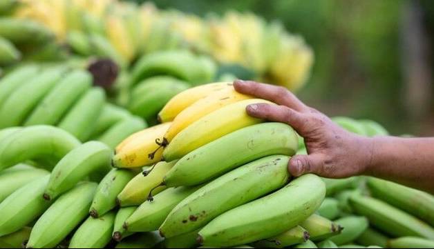 ۱۶ میلیارد تومان جریمه برای قاچاق موز