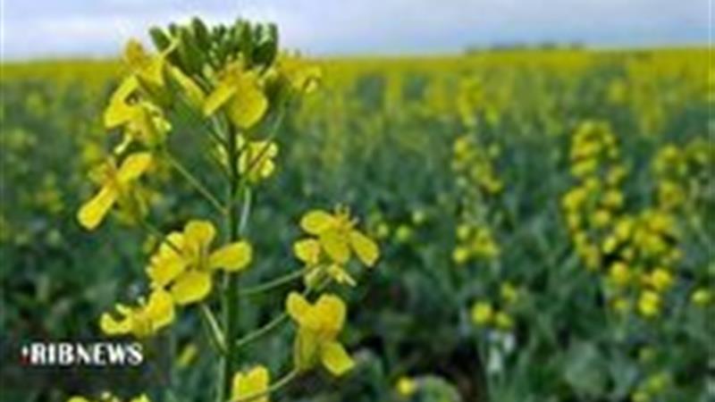 خرید تضمینی دانه روغنی کلزا از مرز یکصد تن گذشت