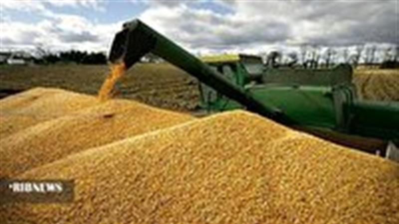 خرید ۷۰۰ تن گندم در مراکز خرید تعاون روستایی خراسان شمالی