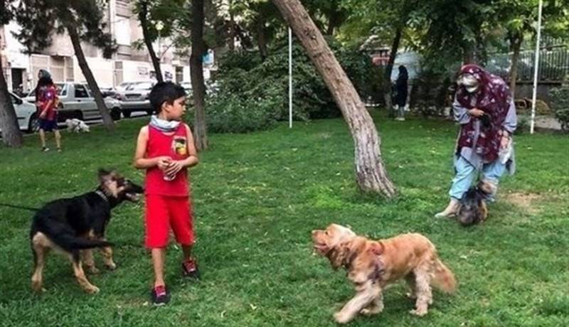 سگهای ولگرد، تهدیدی برای آرامش آبادان