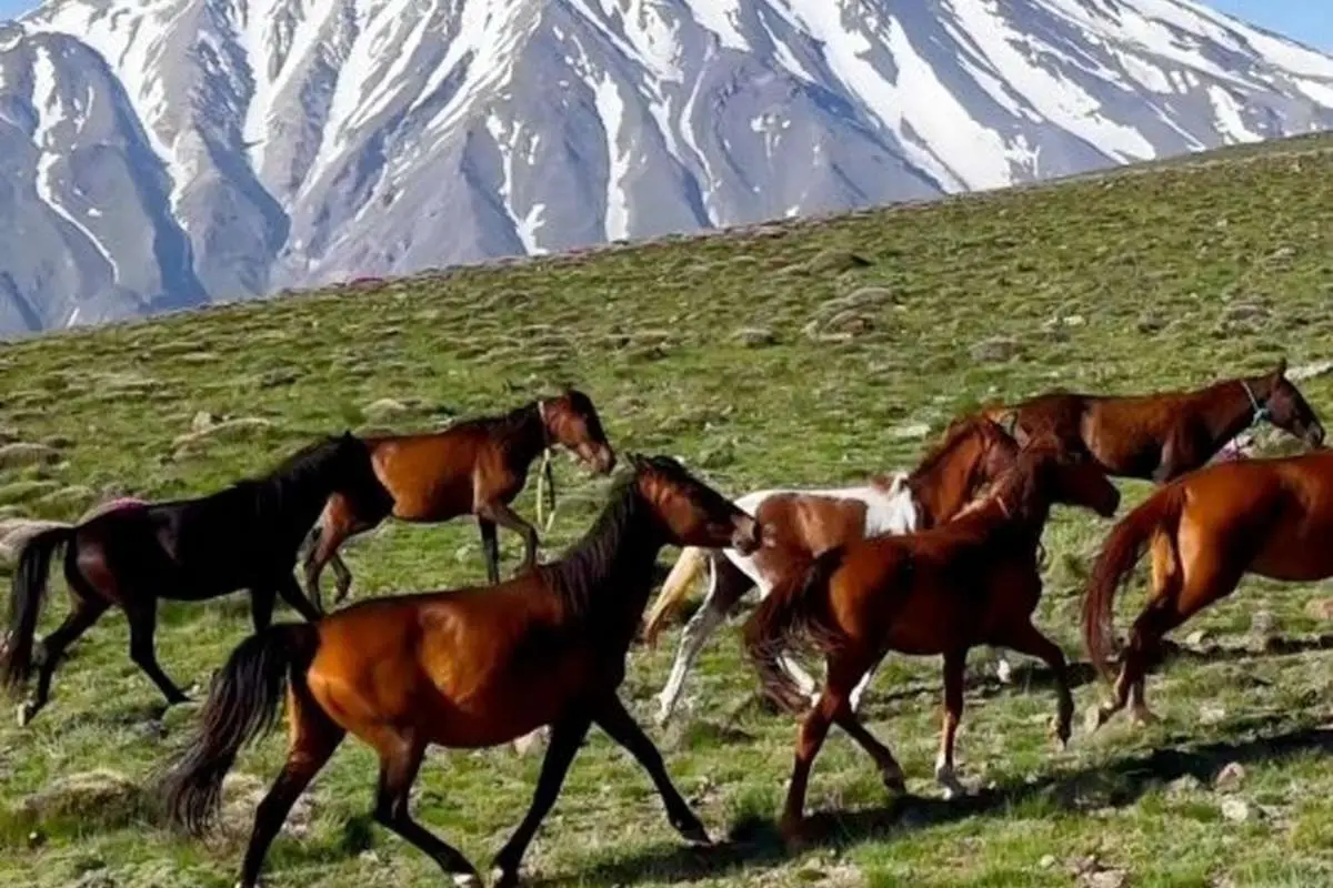 تاخت‌وتازه اسب‌های وحشی در ارتفاعات ناندل با پس‌زمینه دماوند