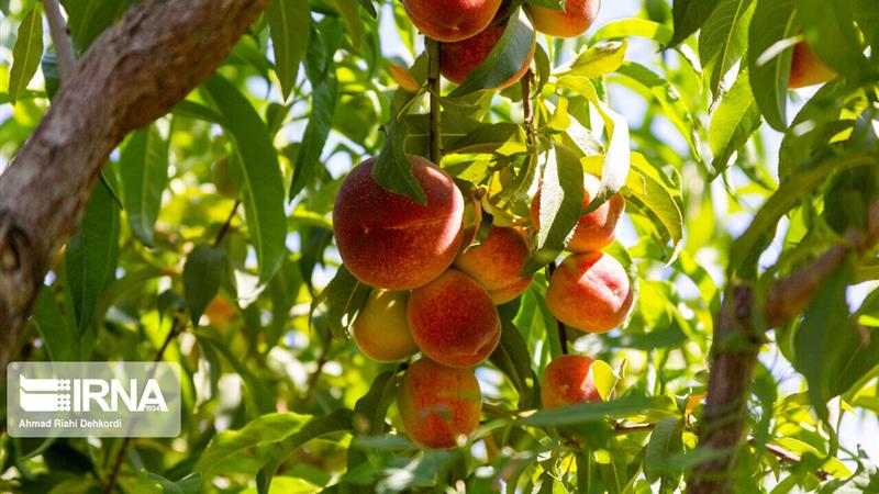 تولید بالا، فرآوری کم؛ معضل تکراری باغداران هلو در خراسانشمالی
